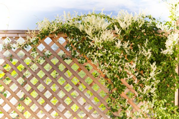 Cost of Lattice Repair in Spring Hill