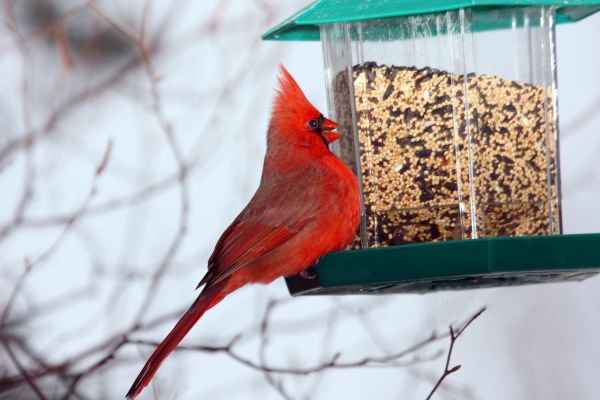 Cost of Bird Feeder Hanging in Spring Hill