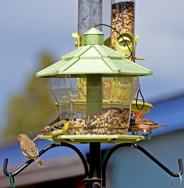 Cost of Bird Feeder Installation in Spring Hill